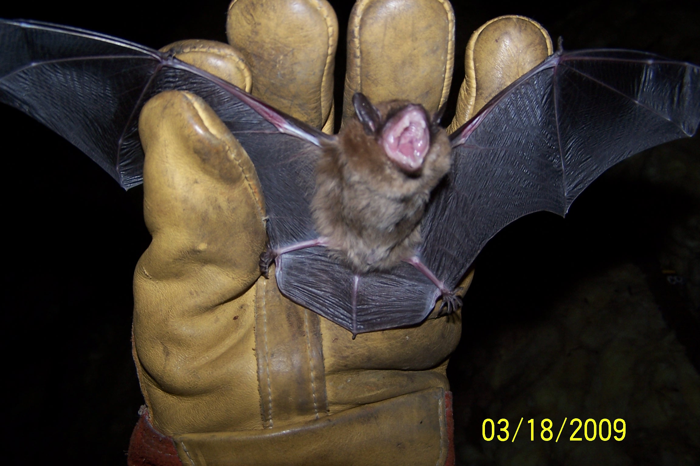 Michigan Bat Control And Bat Removal